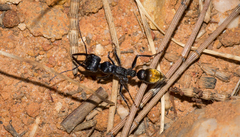 Myrmecia mandibularis