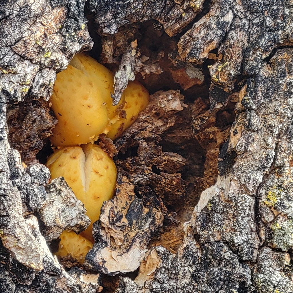 Pholiota aurivella · October 2025 · photo: © lesshy (iNaturalist, cc-by)