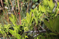 Gaiadendron punctatum