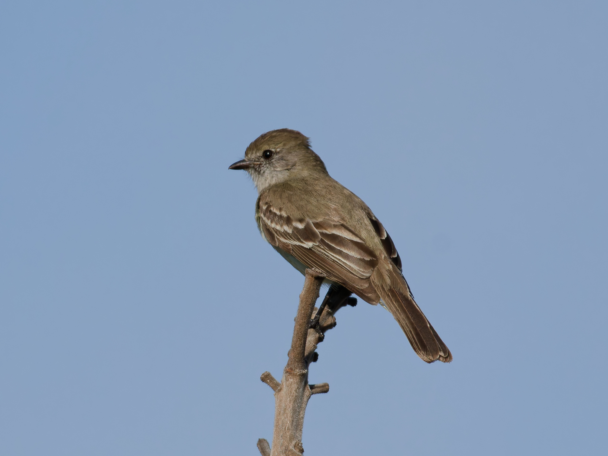 Southern Scrub-Flycatcher illustration