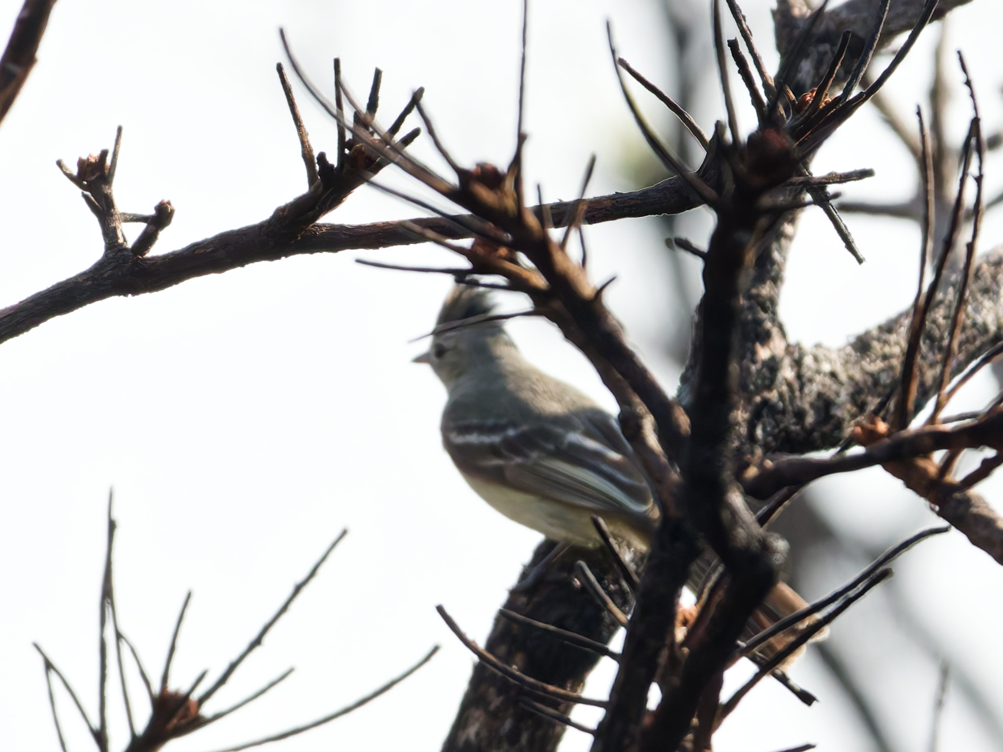 Plain-crested Elaenia (Elaenia cristata), photo 9