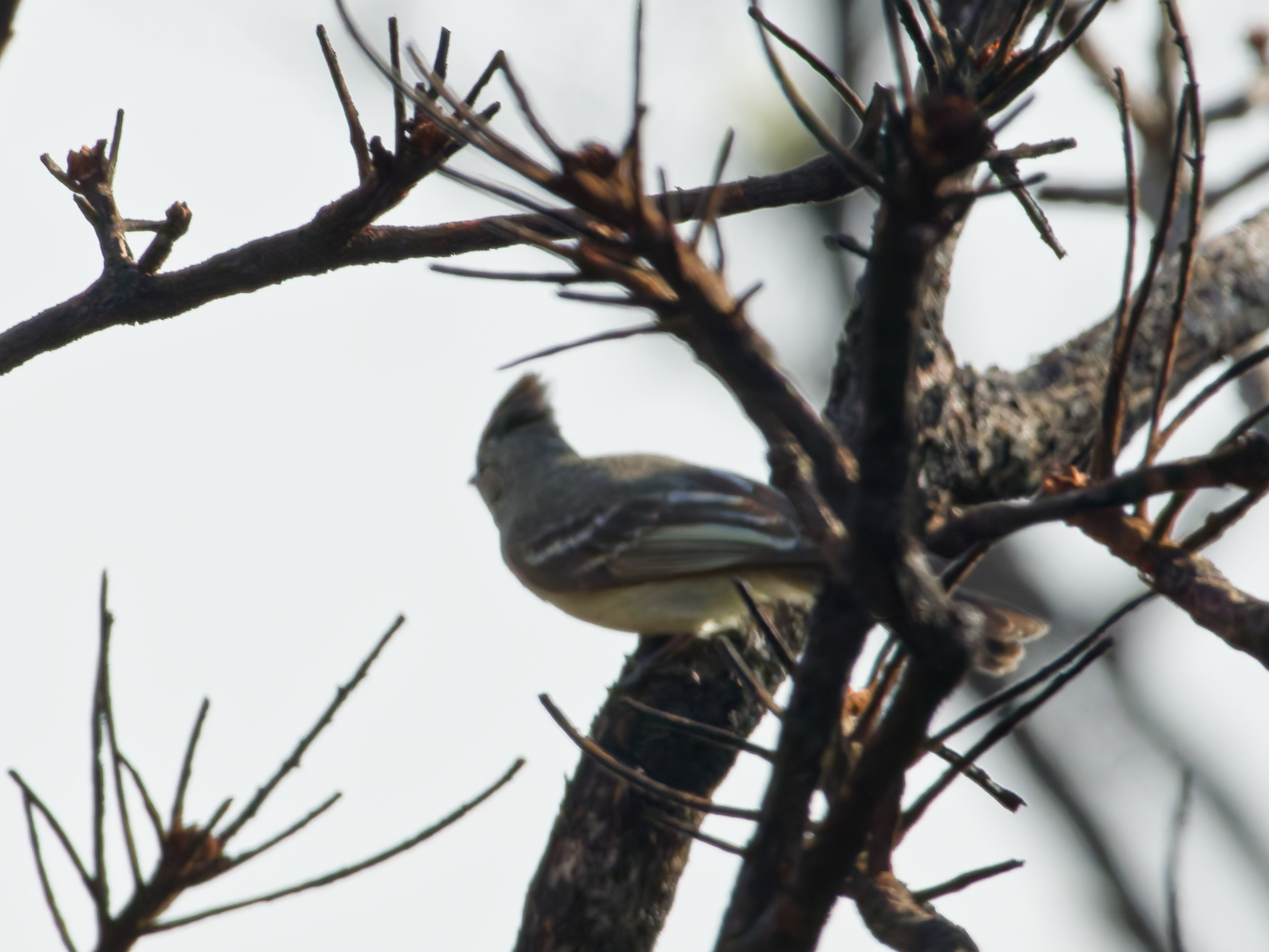 Plain-crested Elaenia (Elaenia cristata), photo 10