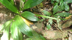 Calanthe