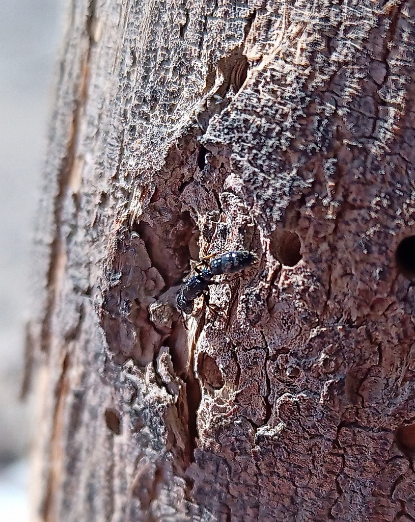 Cylindromyrmex whymperi