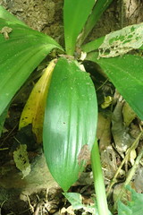 Calanthe