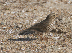 Passerculus sandwichensis rostratus