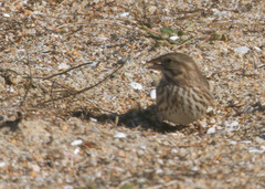 Passerculus sandwichensis rostratus