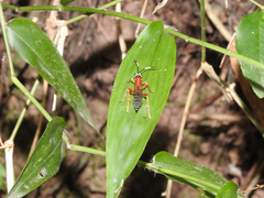 Ichneumonidae