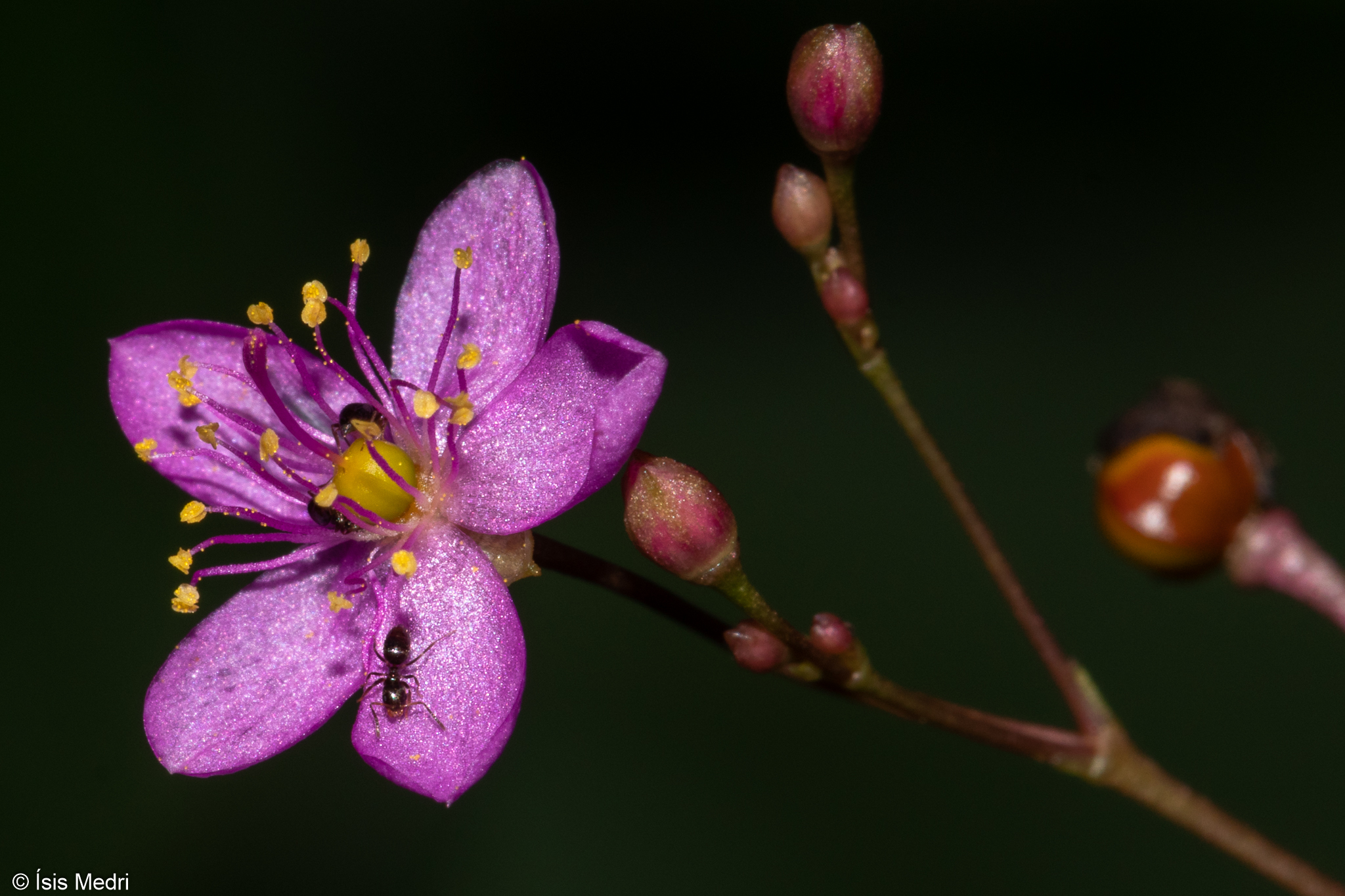 Talinum paniculatum