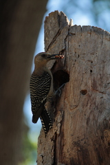Melanerpes uropygialis