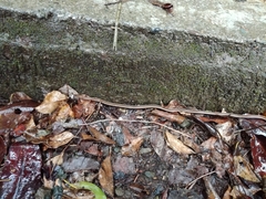 Sinomicrurus sauteri