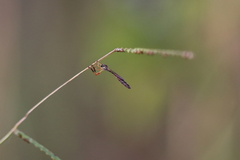 Beameromyia floridensis