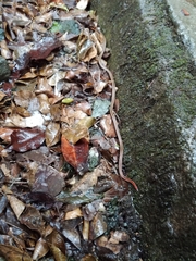 Sinomicrurus sauteri