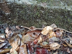 Sinomicrurus sauteri