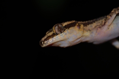 Cyrtodactylus philippinicus