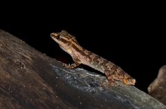 Cyrtodactylus philippinicus