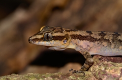 Cyrtodactylus philippinicus