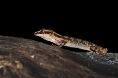 Cyrtodactylus philippinicus