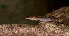 Cyrtodactylus philippinicus