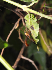 Ichneumonidae