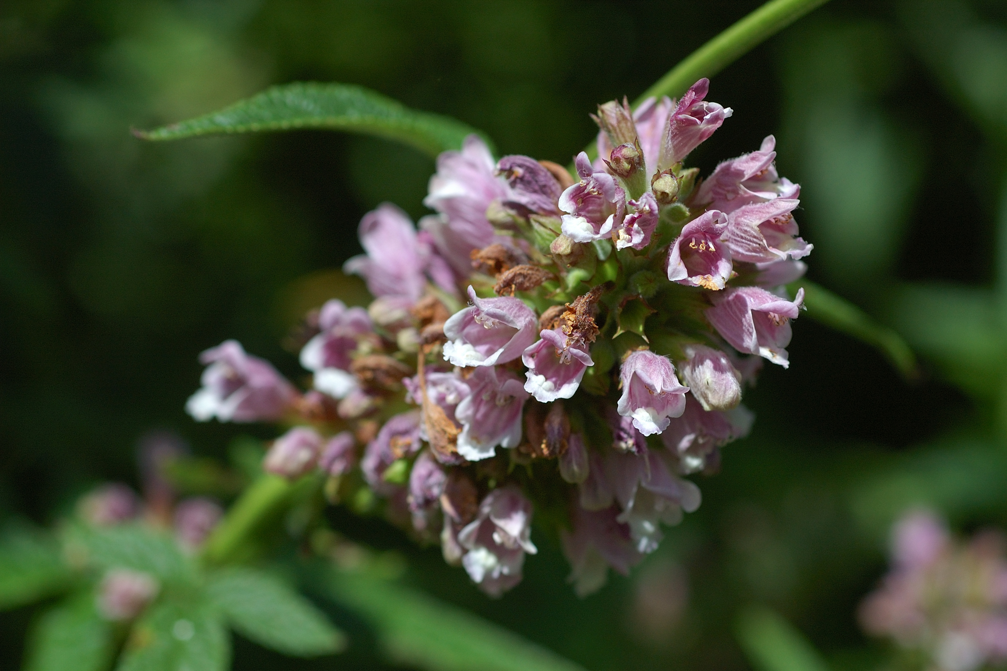Balm of Gilead (Cedronella canariensis) · iNaturalist