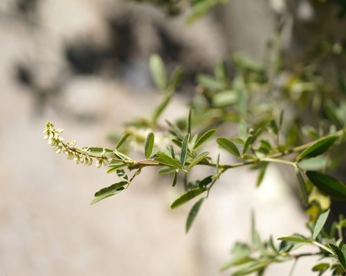 White Sweetclover