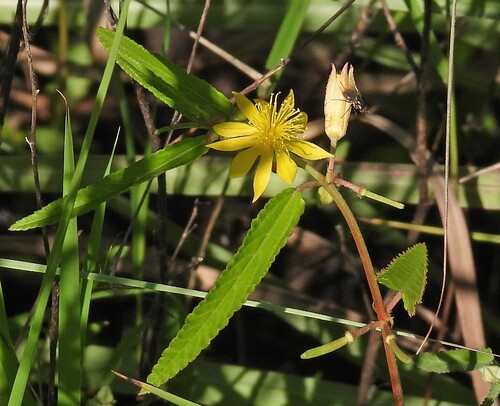 Orinoco jute (Corchorus orinocensis)