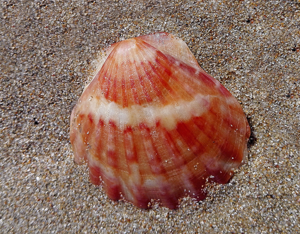 smooth scallop