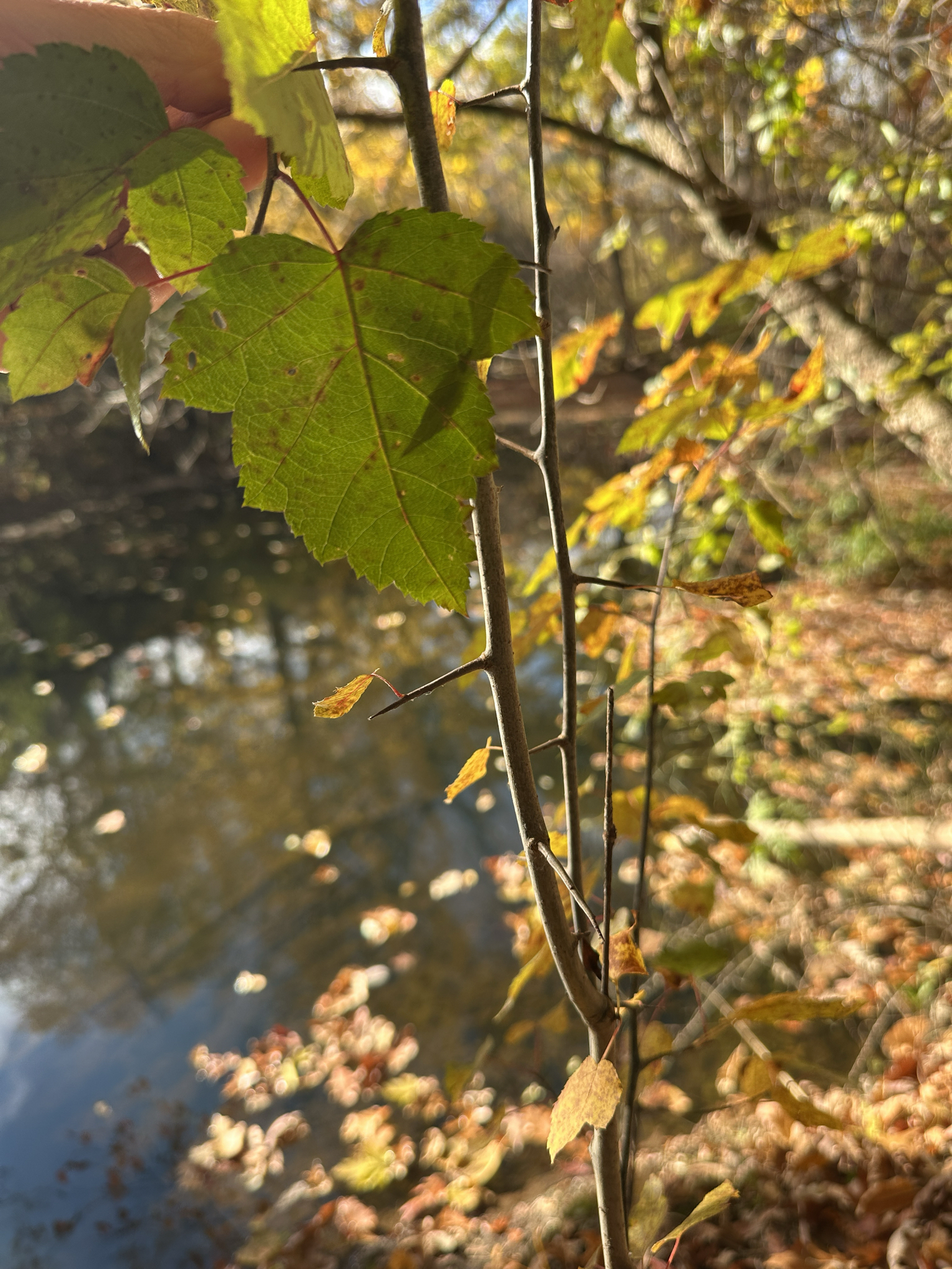 Sweet Crab Apple (Malus coronaria)