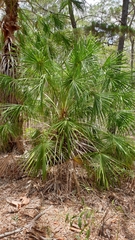 Livistona decora