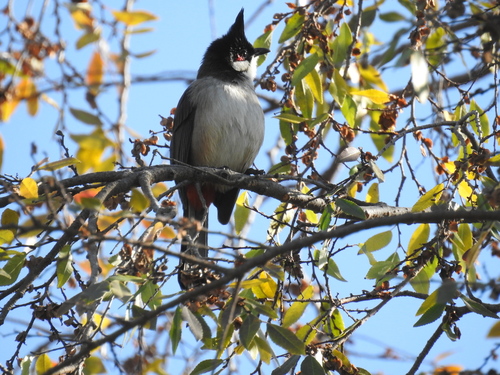 Bulbul orfeo (Pycnonotus jocosus)
