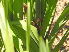 Polistes buyssoni