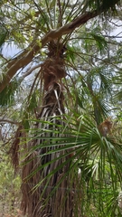 Livistona decora