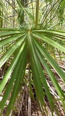 Livistona decora