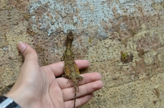 Draco spilopterus