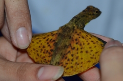 Draco spilopterus