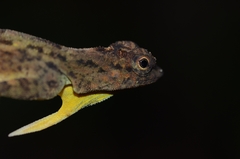 Draco spilopterus