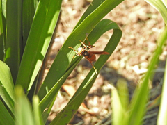 Polistes buyssoni