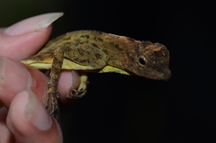 Draco spilopterus