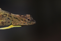 Draco spilopterus