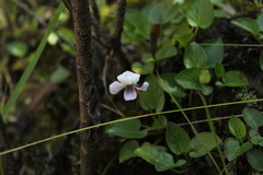 Viola humilis