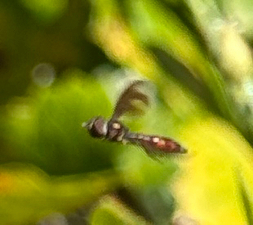 Unknown species found near Arbor Run Dr, Tampa, FL, US