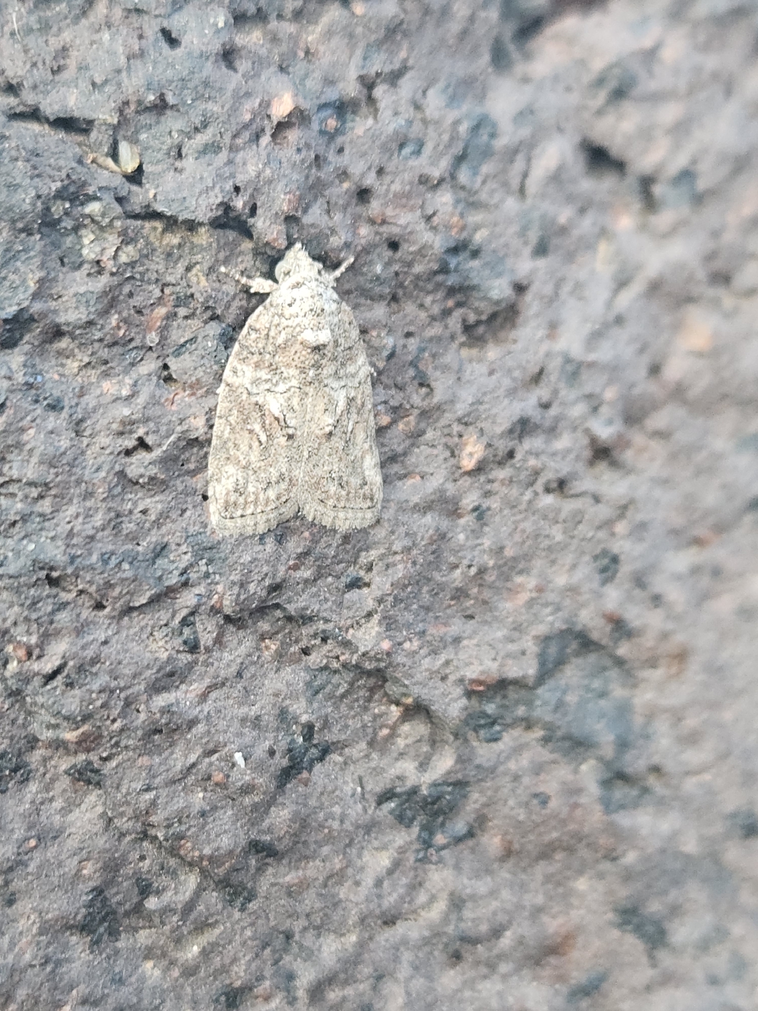 Garella nilotica