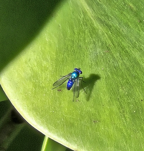 Unknown species found near Atlantic Boulevard & Coral Springs Drive, Coral Springs, FL 33071, USA