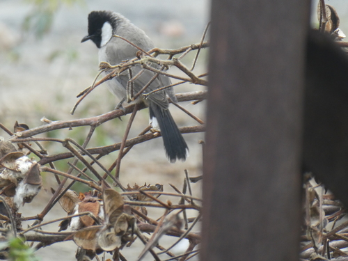 White-eared Bulbul
