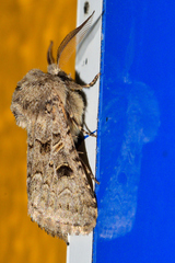 Spodoptera hipparis
