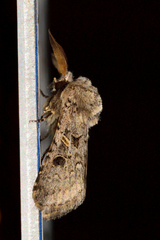 Spodoptera hipparis
