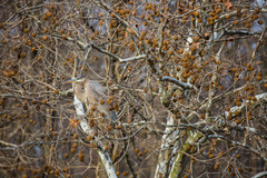 Ardea herodias herodias