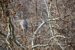 Ardea herodias herodias