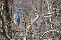 Ardea herodias herodias